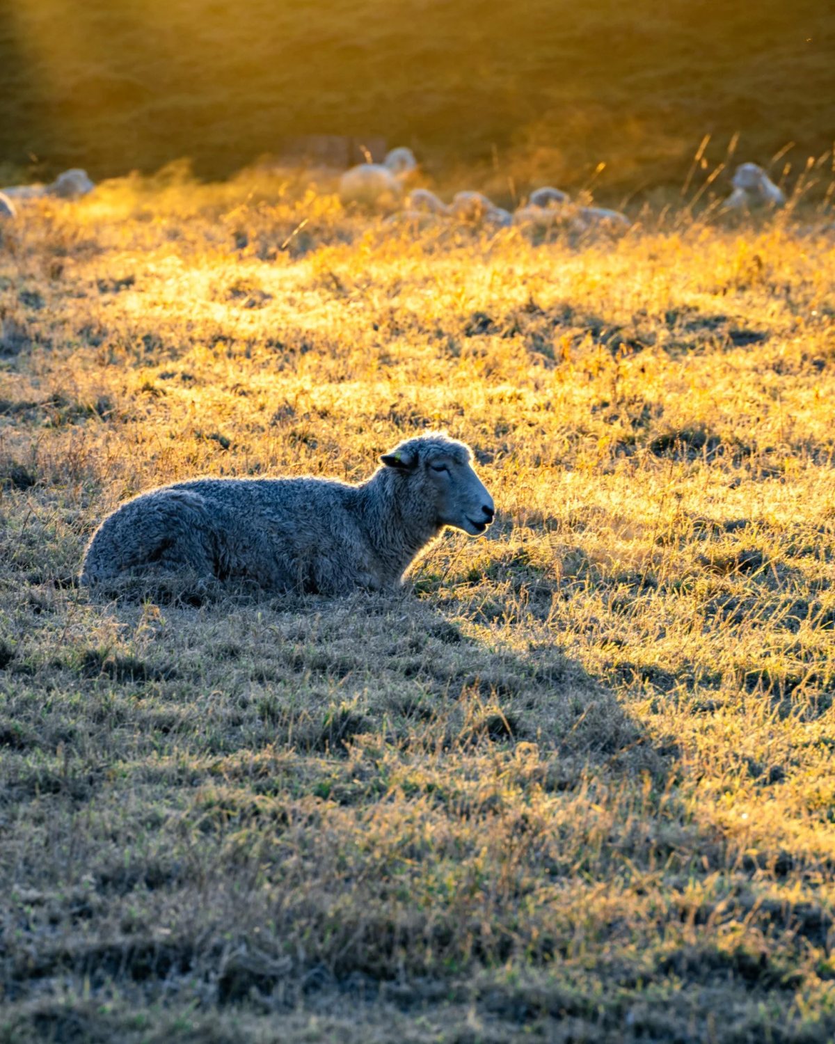 Avebury photograph