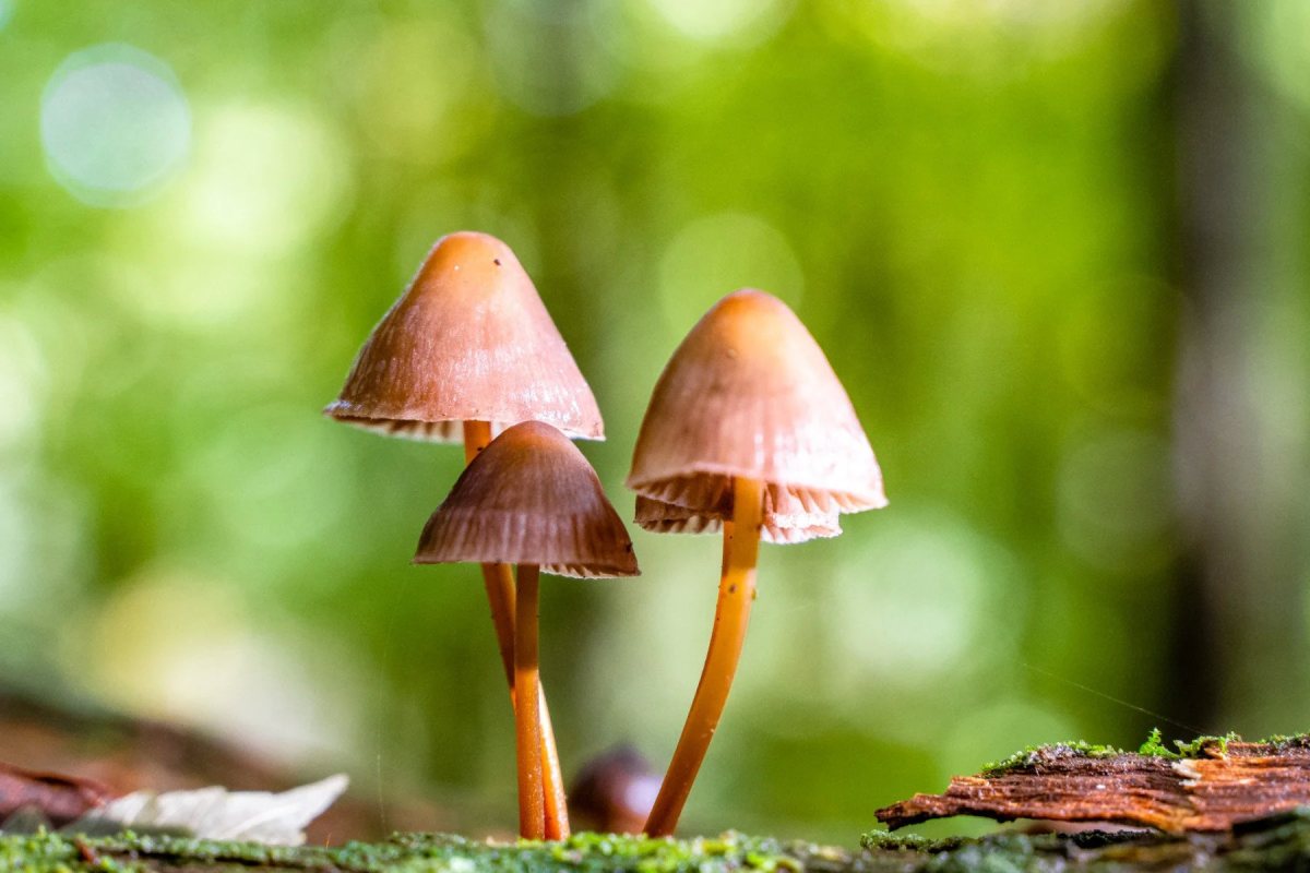 Savernake Forest photograph