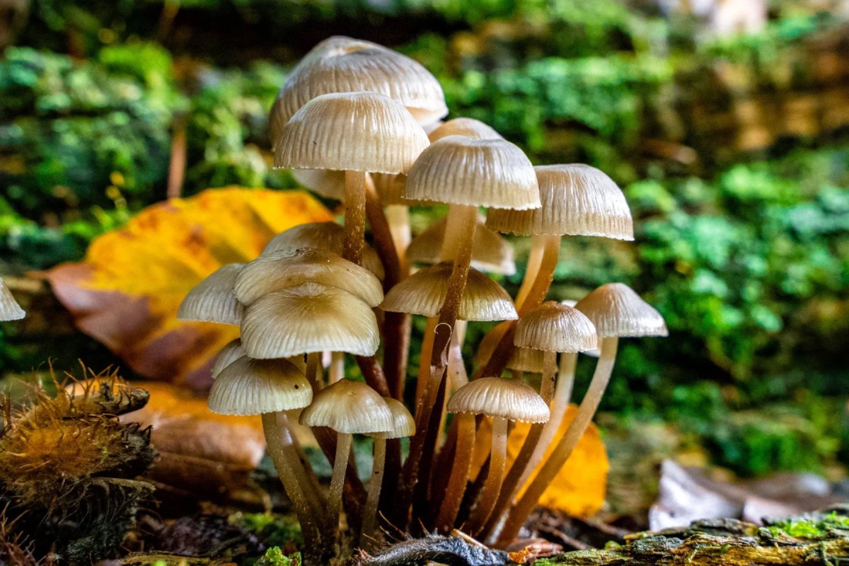 Savernake Forest photograph