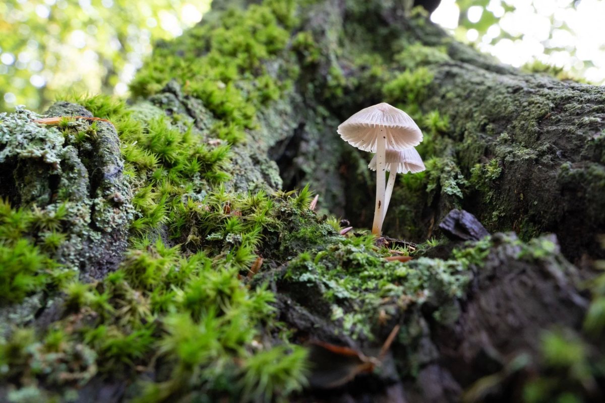 Savernake Forest photograph