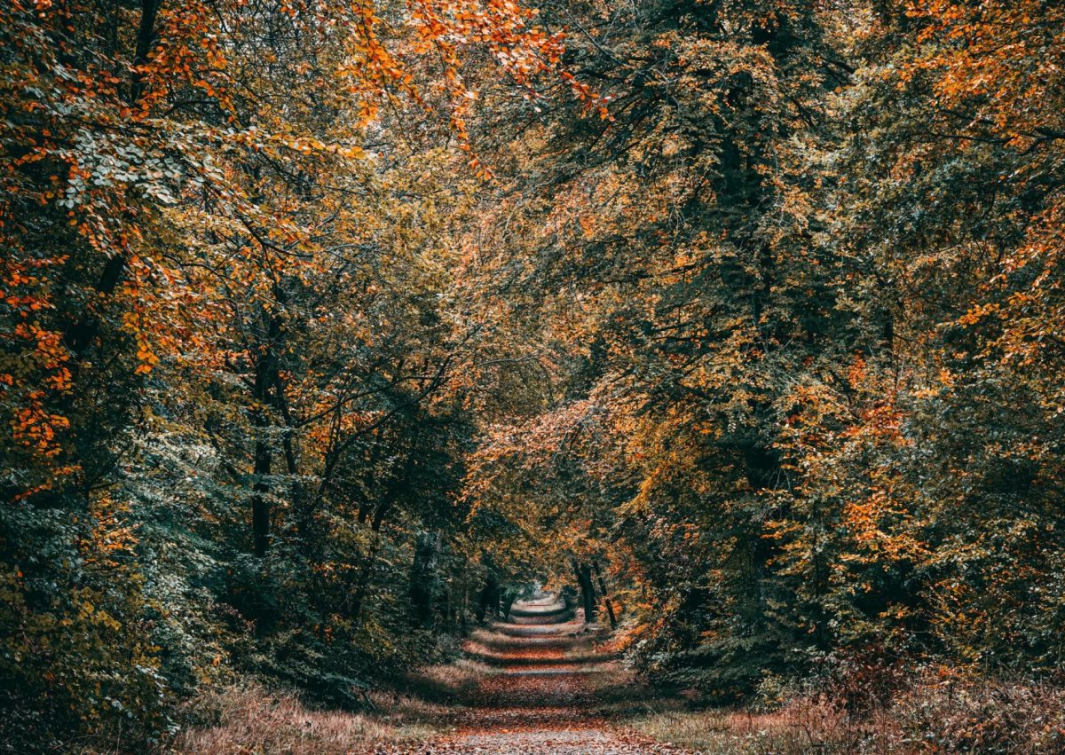 Savernake Forest photograph