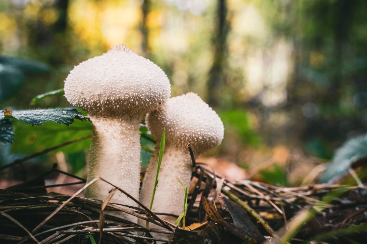 Savernake Forest photograph