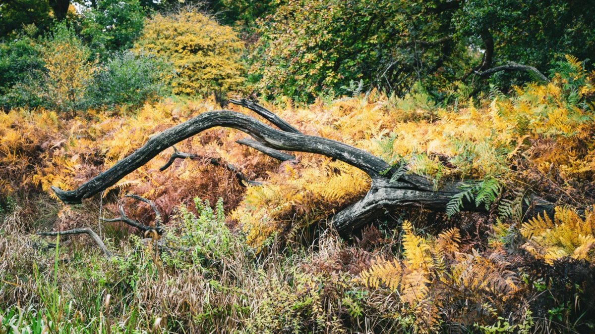 Savernake Forest photograph