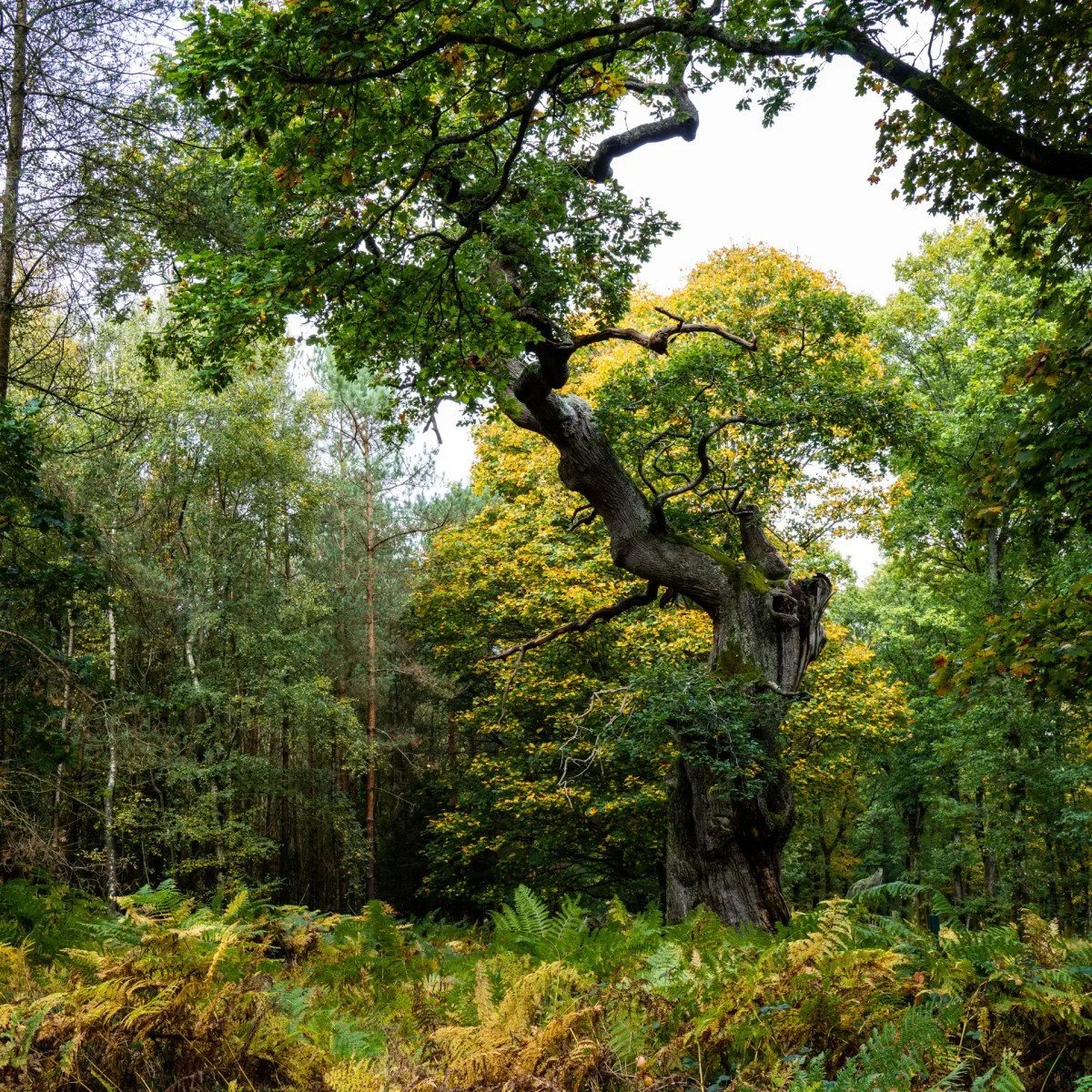 Savernake Forest photograph