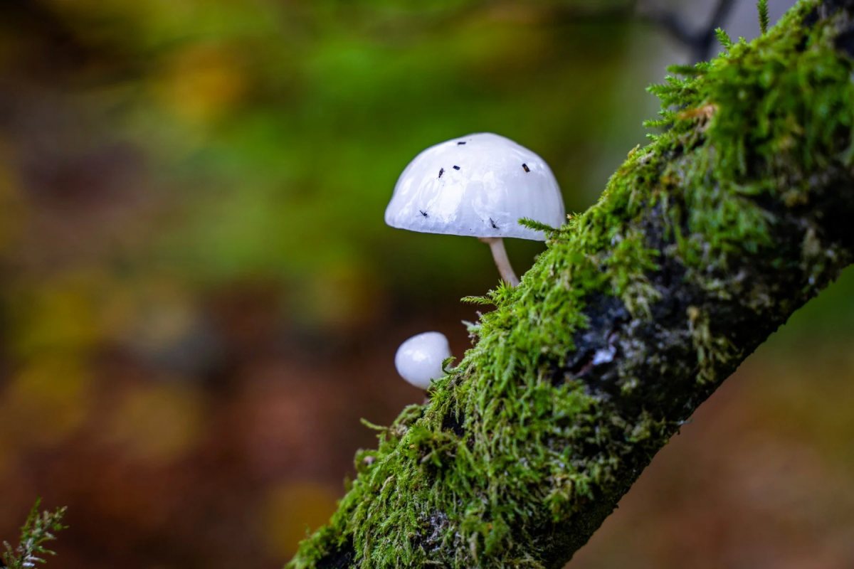 Savernake Forest photograph