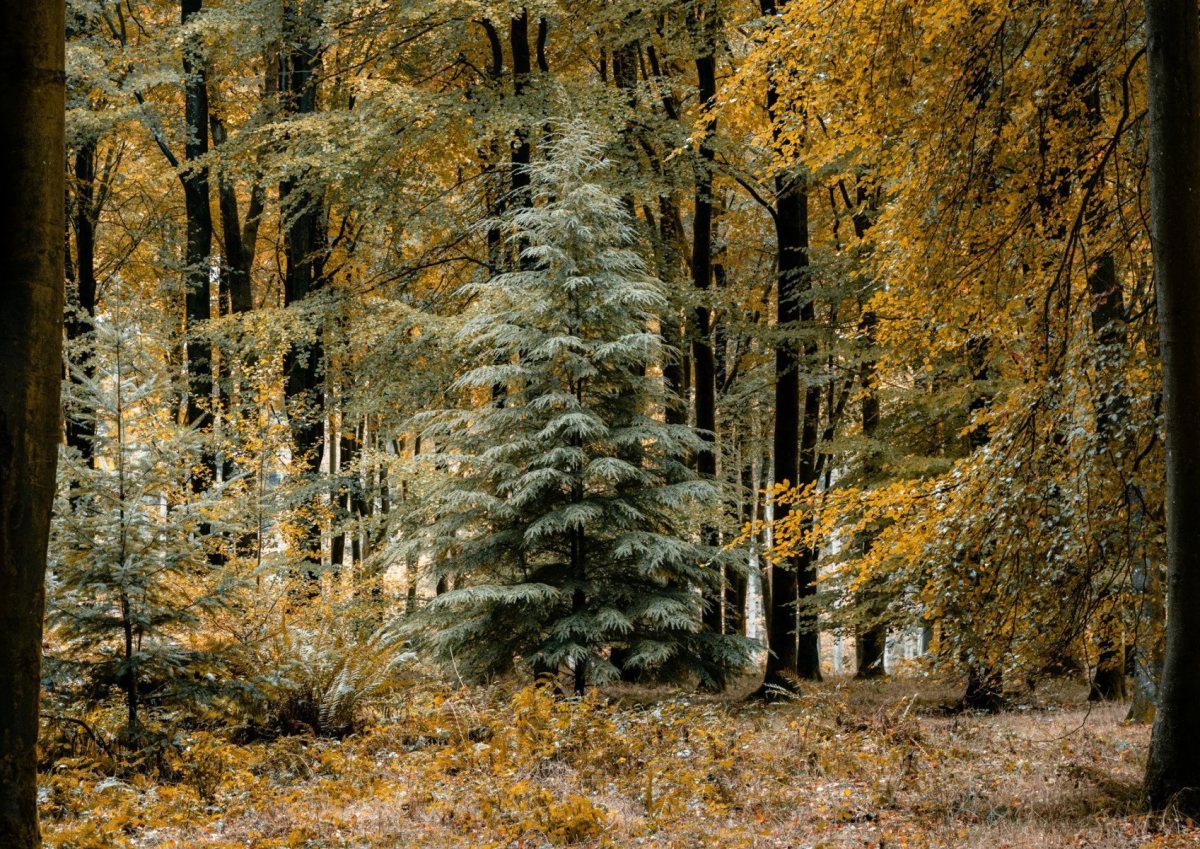 Savernake Forest photograph