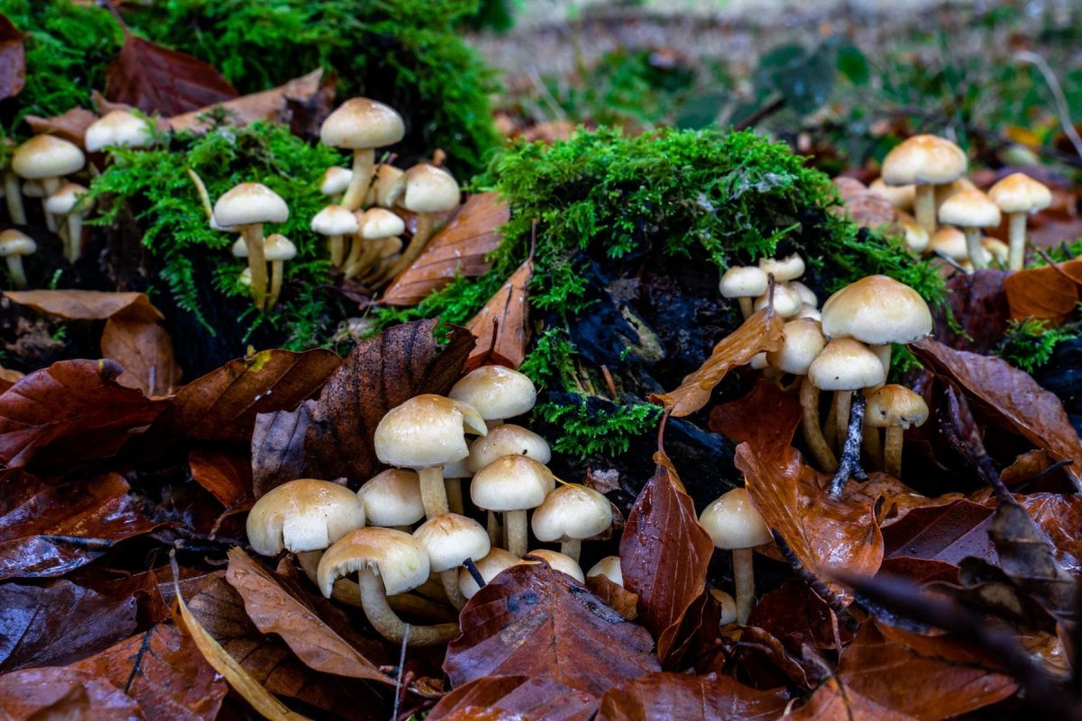 Savernake Forest photograph