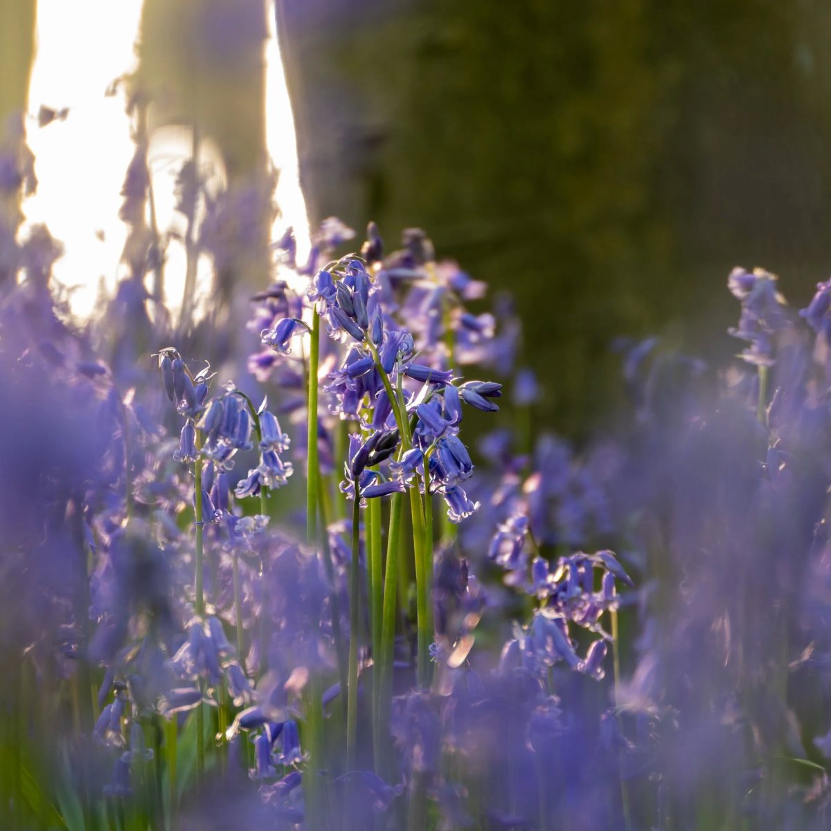 Bluebells photograph