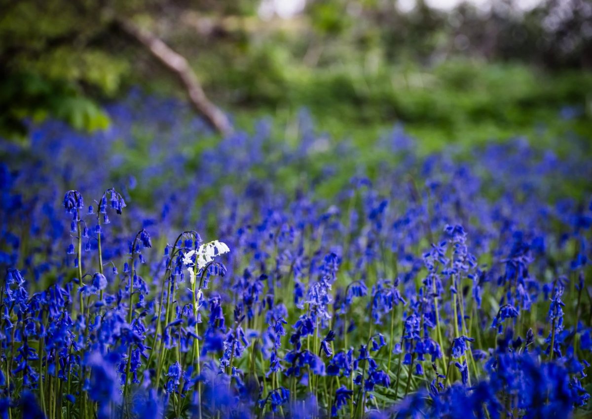 Bluebells photograph