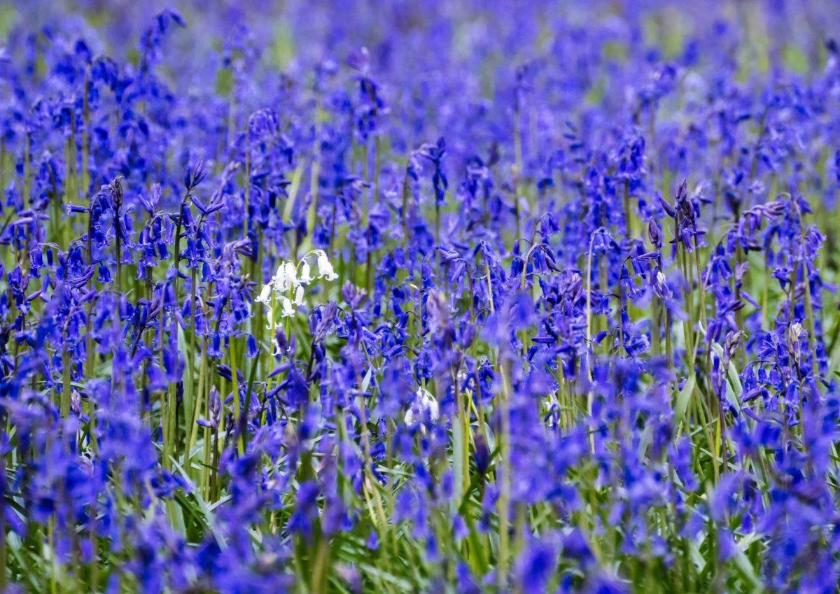 Bluebells photograph
