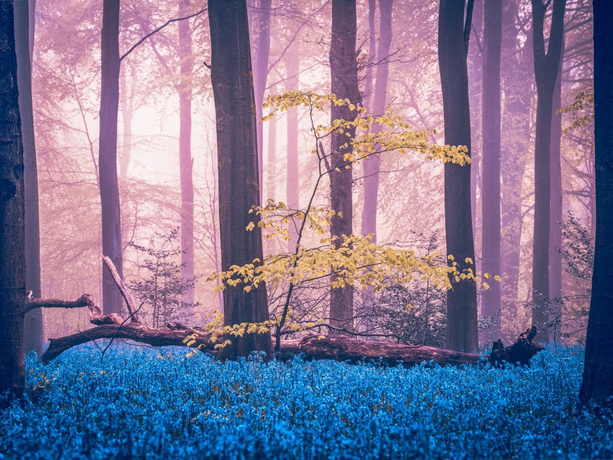 Bluebells photograph