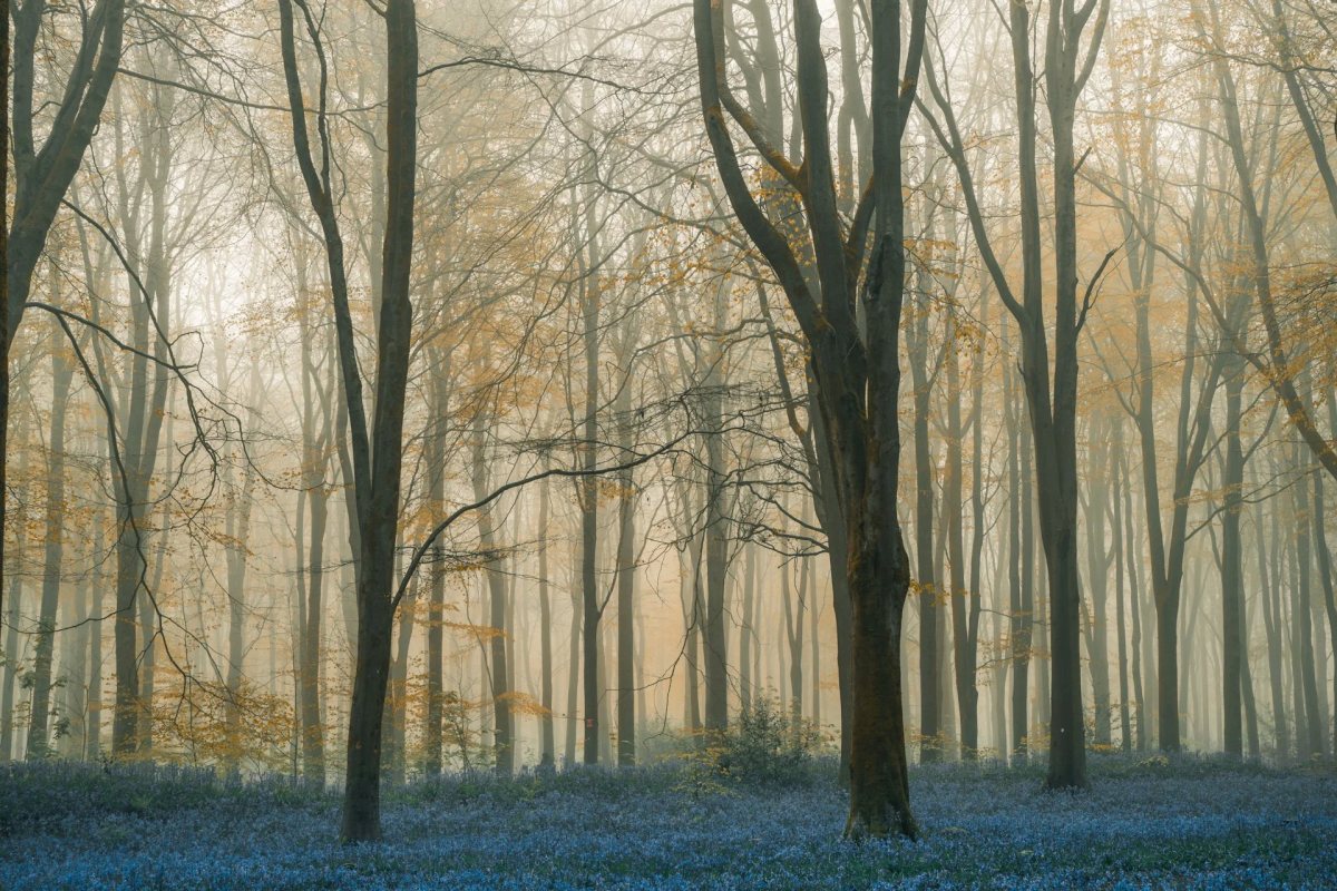 Bluebells photograph