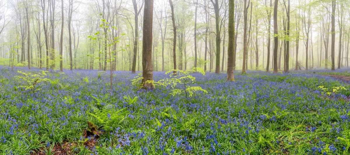 Bluebells photograph