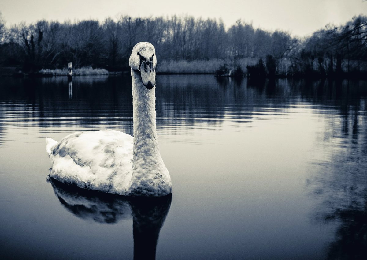 Wiltshire photograph