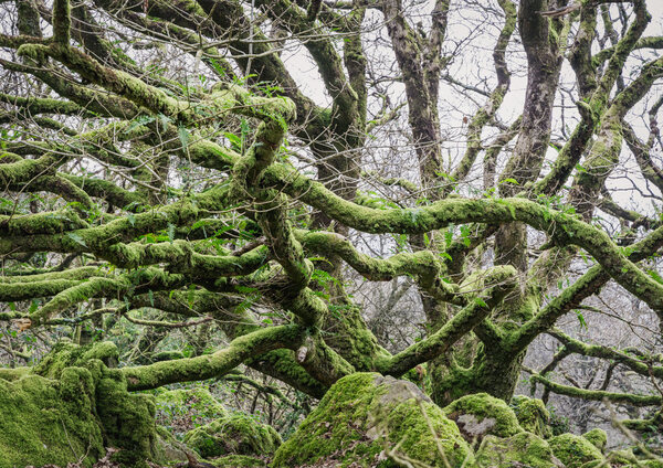 Ty Canol National Reserve