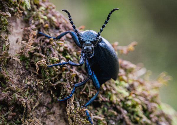 Black Oil Beetle
